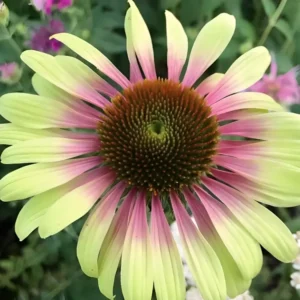 Echinacea purpurea 'Green Twister' (Coneflower)