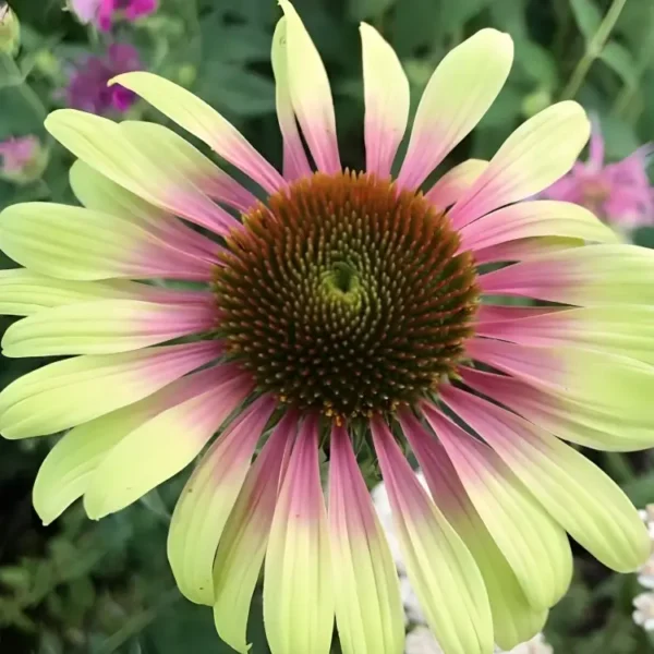 Echinacea purpurea 'Green Twister' (Coneflower)