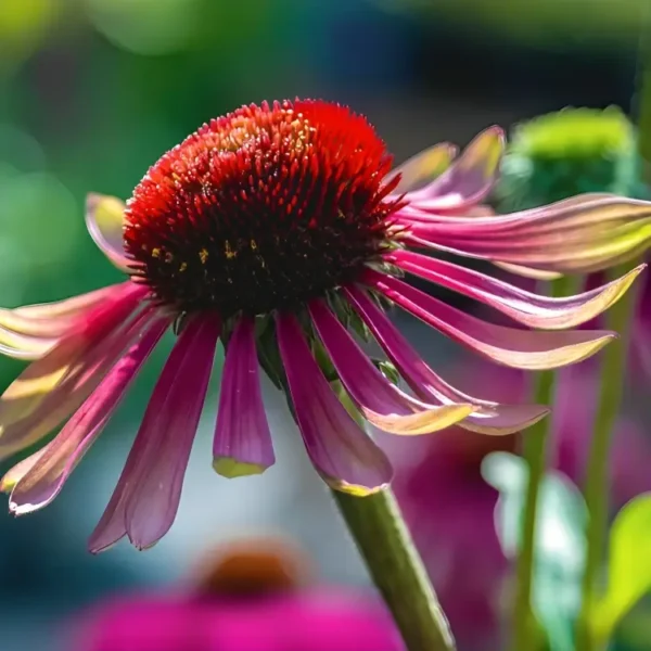 Echinacea purpurea 'Green Twister' (Coneflower) - Image 2