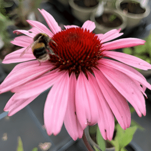 Echinacea purpurea 'Magnus Superior' (Coneflower)
