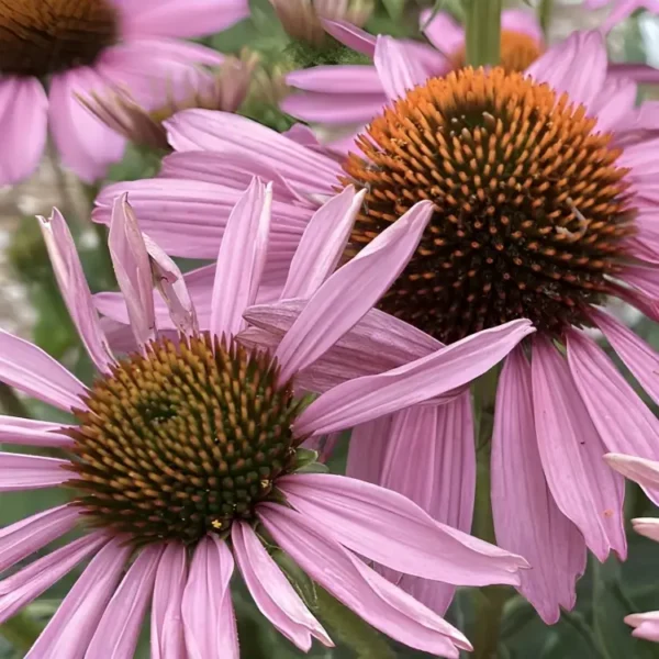 Echinacea purpurea 'Magnus Superior' (Coneflower) - Image 3