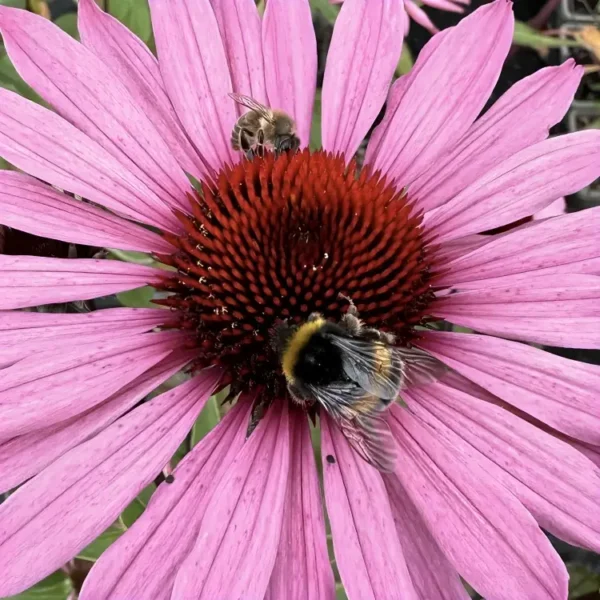Echinacea purpurea 'Magnus Superior' (Coneflower) - Image 2