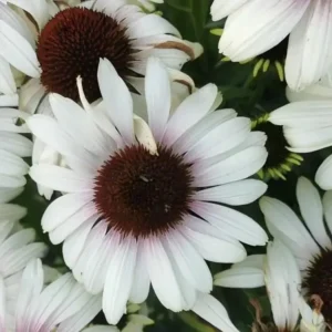 Echinacea purpurea 'Unica Cherry on Ice' (Coneflower)