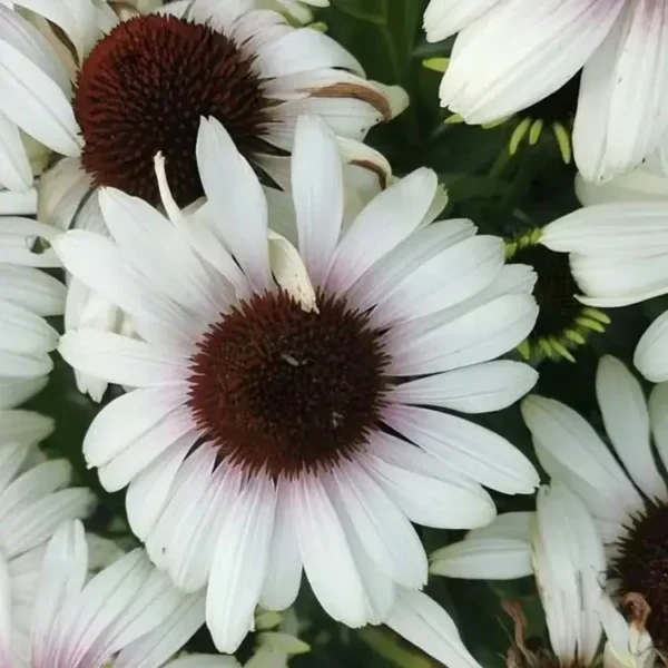 Echinacea purpurea 'Unica Cherry on Ice' (Coneflower)