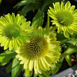 Echinacea purpurea 'Verdana' (Coneflower)