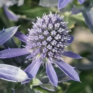 Eryngium 'Grumpy'
