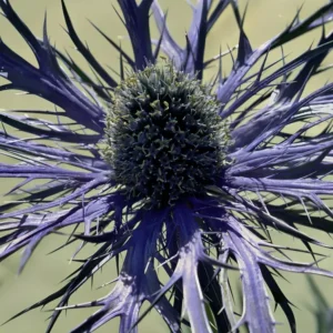 Eryngium 'Pen Blue' (Sea Holly)