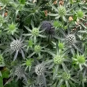 Eryngium planum 'Blue Hobbit' (Sea Holly)