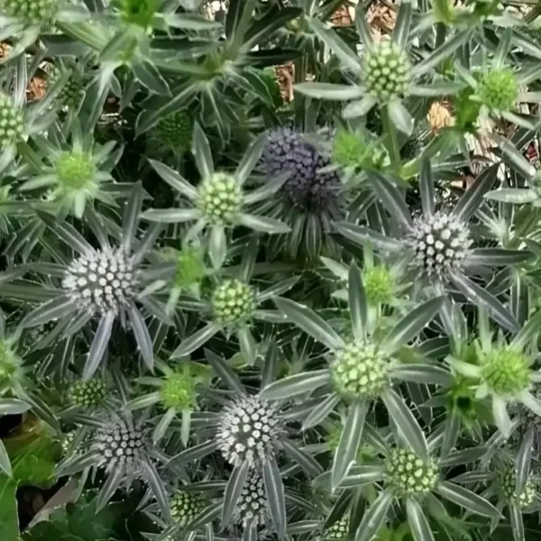Eryngium planum 'Blue Hobbit' (Sea Holly)