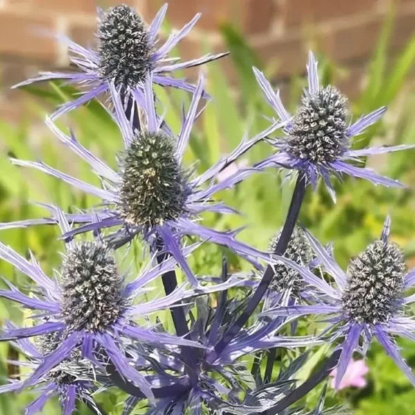 Eryngium planum 'Blue Hobbit' (Sea Holly) - Image 2
