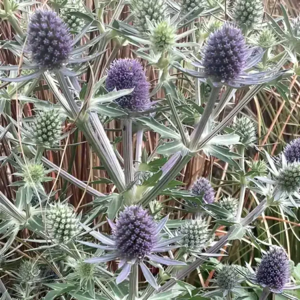 Eryngium planum 'Blue Hobbit' (Sea Holly) - Image 3