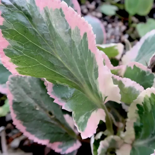 Eryngium planum  'Jade Frost' (Sea Holly) - Image 3
