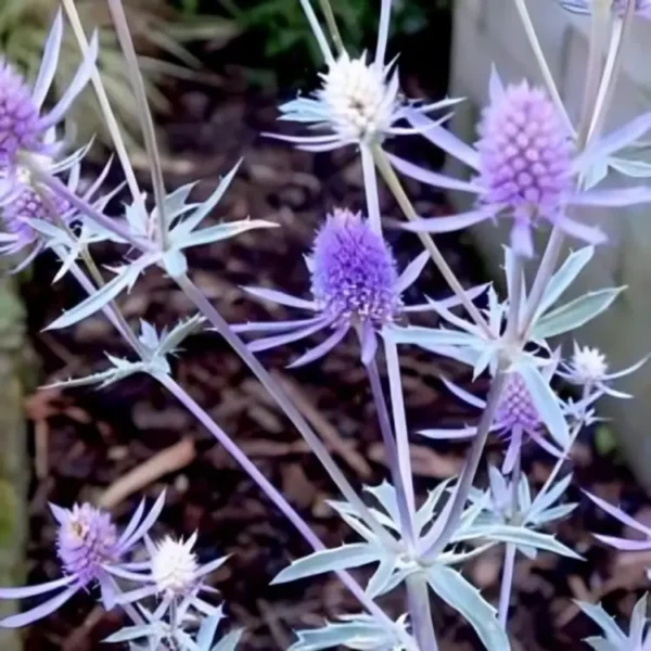 Eryngium planum  'Jade Frost' (Sea Holly)