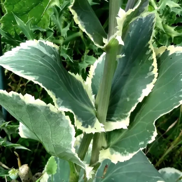 Eryngium planum  'Jade Frost' (Sea Holly) - Image 2