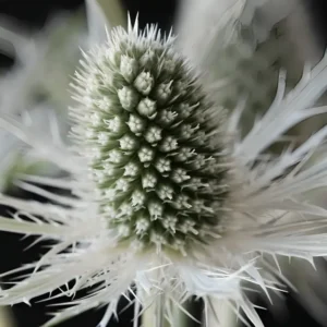 Eryngium planum 'Magical White Lagoon'