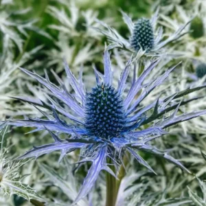 Eryngium x zabelii 'Big Blue' (Sea Holly)