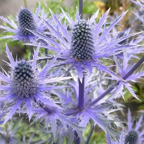 Eryngium x zabelii 'Big Blue' (Sea Holly) - Image 3