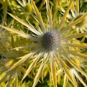 Eryngium x zabelii 'Neptune's Gold' (Sea Holly)