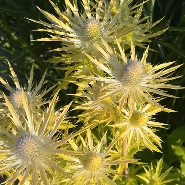 Eryngium x zabelii 'Neptune's Gold' (Sea Holly) - Image 2