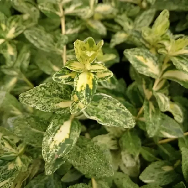 Euonymus fortunei Harlequin 1
