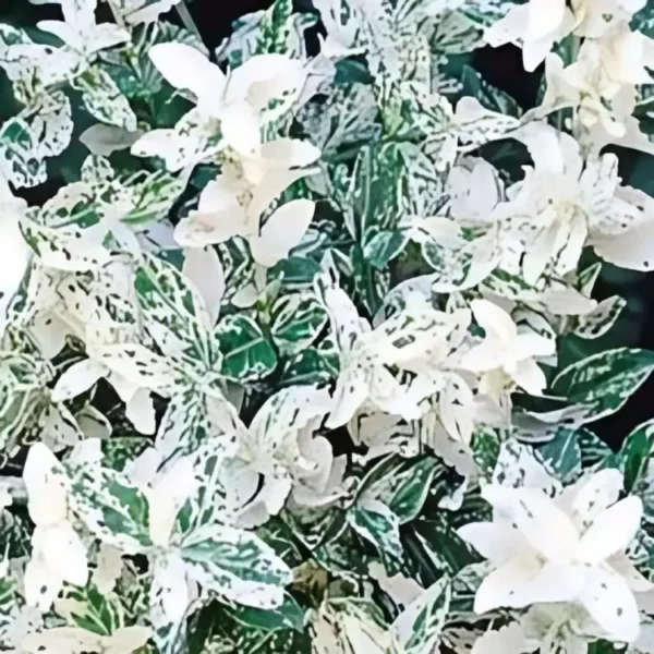 Euonymus fortunei Harlequin 2