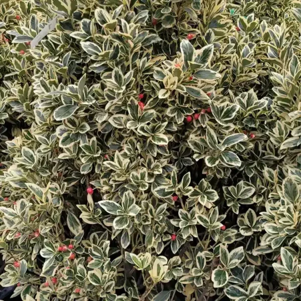 Euonymus japonicus Bravo 3
