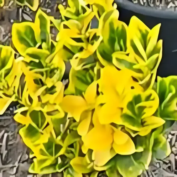 Euonymus japonicus Golden Rocket 2