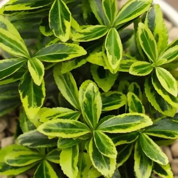 Euonymus japonicus Golden Rocket 3