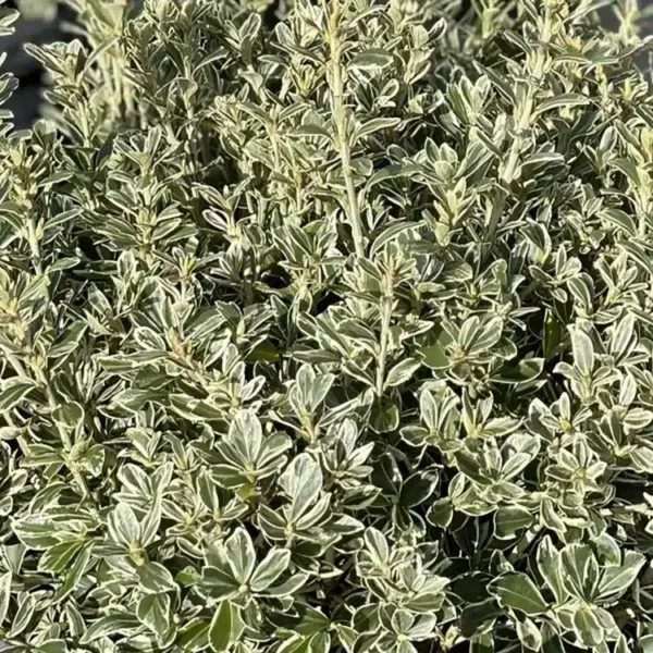 Euonymus japonicus Kathy 1