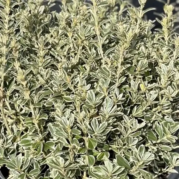 Euonymus japonicus Kathy 2