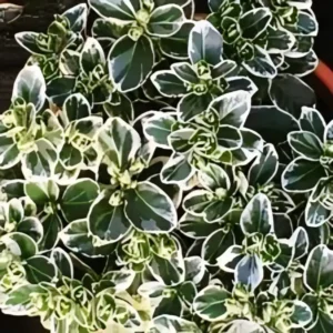 Euonymus japonicus Kathy 3