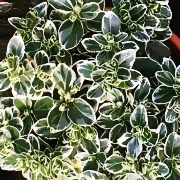 Euonymus japonicus Kathy 3