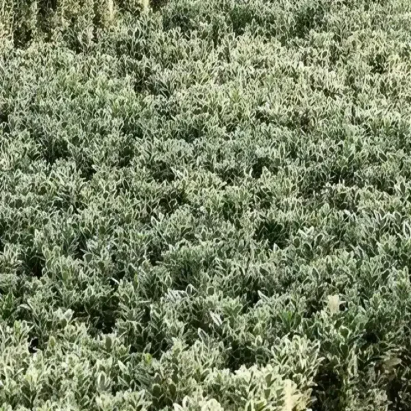 Euonymus japonicus White Spire 1