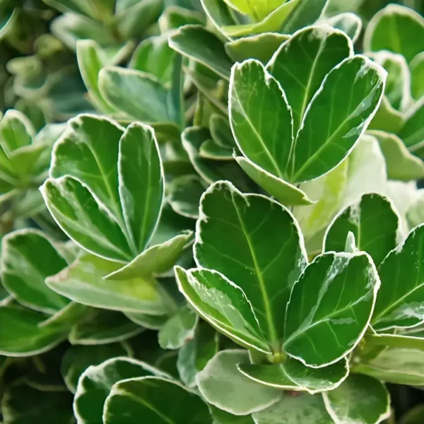 Euonymus japonicus White Spire 2
