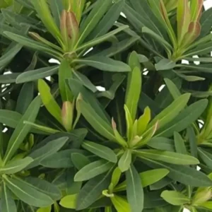 Euphorbia 'Athene'