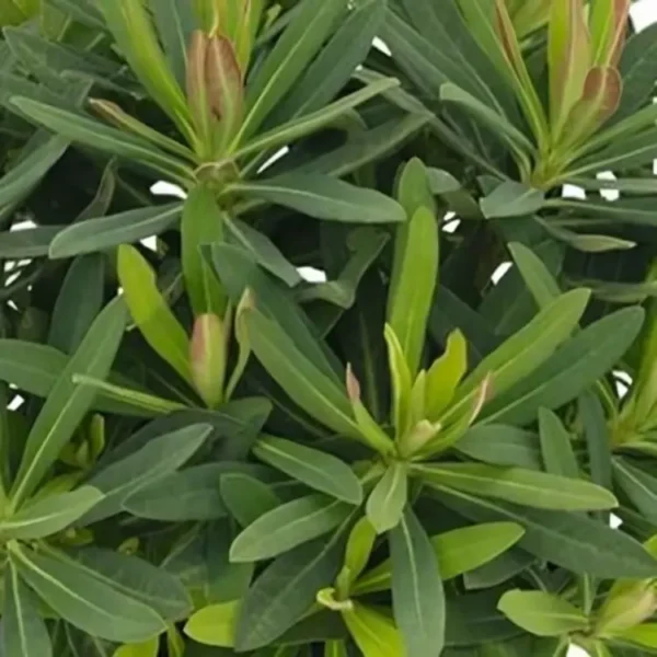 Euphorbia 'Athene'