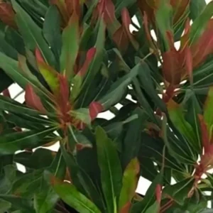 Euphorbia 'Xenia'