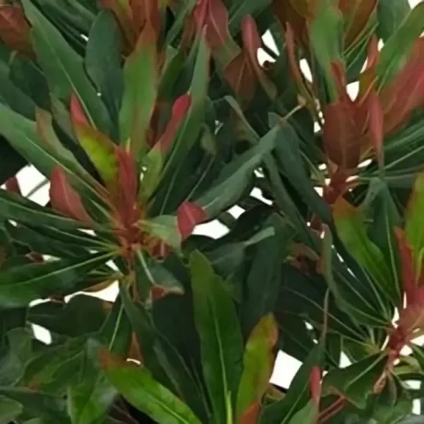 Euphorbia 'Xenia'
