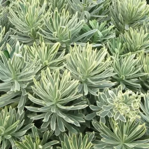 Euphorbia characias Silver Swan ('Wilcott'PBR)