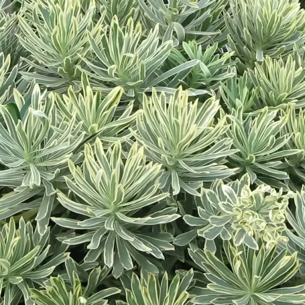 Euphorbia characias Silver Swan ('Wilcott'PBR)