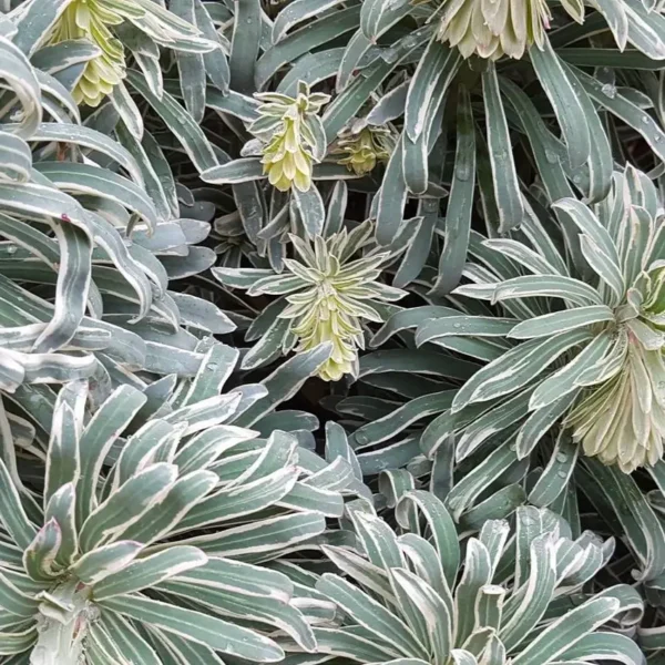 Euphorbia  characias 'Tasmanian Tiger' - Image 3
