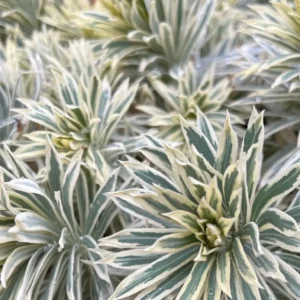 Euphorbia  characias 'Tasmanian Tiger'