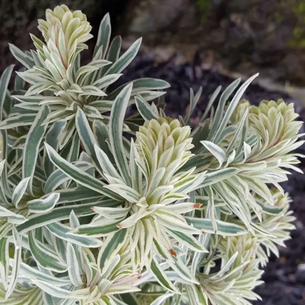 Euphorbia  characias 'Tasmanian Tiger' - Image 2