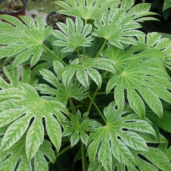 Fatsia japonica 'Spider's Web' (Speckled Japanese Aralia) - Image 3