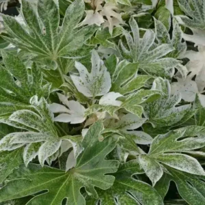 Fatsia japonica 'Spider's Web' (Speckled Japanese Aralia)
