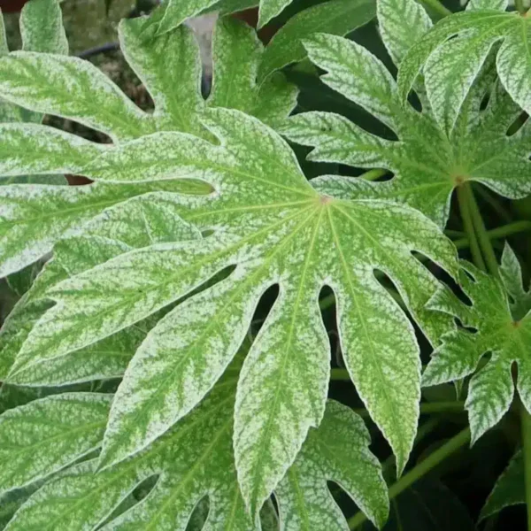 Fatsia japonica 'Spider's Web' (Speckled Japanese Aralia) - Image 2