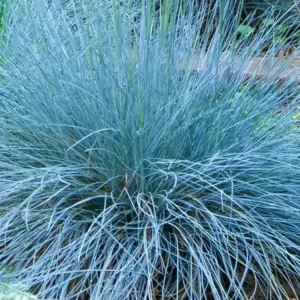Festuca glauca Intense Blue