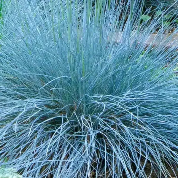 Festuca glauca Intense Blue