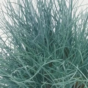 Festuca valesiaca Buddy Blue