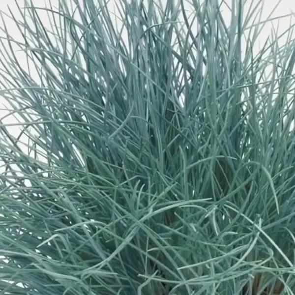 Festuca valesiaca Buddy Blue